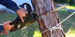 Trusted Clifton, AZ Tree Removal and Landscaping Services Experts